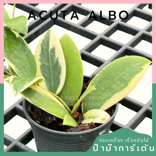 โฮย่า อคูต้า Hoya acuta albo พร้อมกระถาง 4 นิ้ว