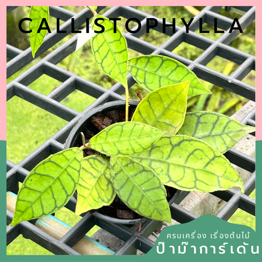 โฮย่า คาลิโตฟิล่า Hoya callistophylla พร้อมกระถาง 4 นิ้ว