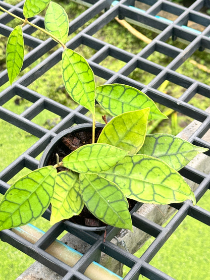 โฮย่า คาลิโตฟิล่า Hoya callistophylla พร้อมกระถาง 4 นิ้ว