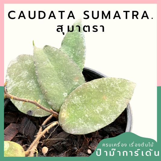 Hoya Caudata Sumatra red leaves โฮย่าสุมาตรา   พร้อมกระถาง 4 นิ้ว