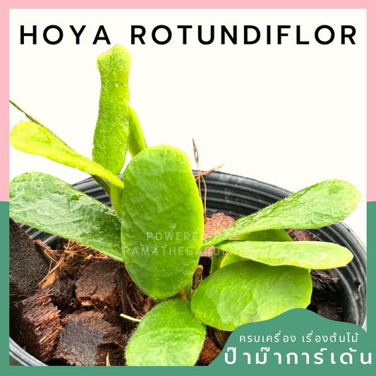 Hoya Rotundiflor Hoya ซาลาเปา พร้อมกระถาง 4 นิ้ว