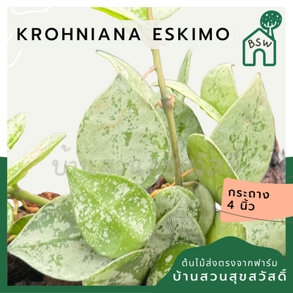 โฮย่า โครเคียน่า เอสกีโม hoya krohniana eskimo silver พร้อมกระถาง 4 นิ้ว