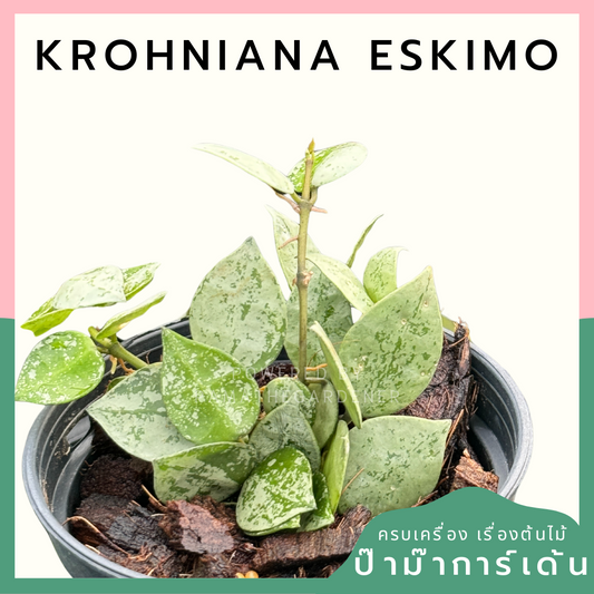 โฮย่า โครเคียน่า เอสกีโม hoya krohniana eskimo silver พร้อมกระถาง 4 นิ้ว