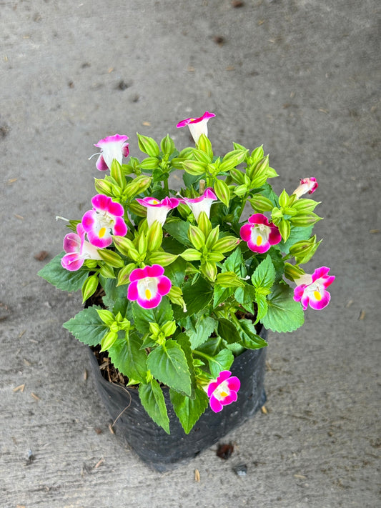 ต้นแววมยุรา มาพร้อมกระถาง 5-6 นิ้ว หรือ ถุงดำ Torenia fournieriLinden. ex E. Fourn