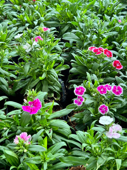 ต้นแววมยุรา มาพร้อมกระถาง 5-6 นิ้ว หรือ ถุงดำ Torenia fournieriLinden. ex E. Fourn