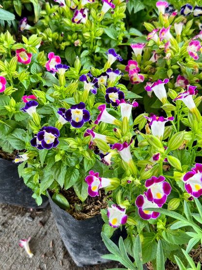 ต้นแววมยุรา มาพร้อมกระถาง 5-6 นิ้ว หรือ ถุงดำ Torenia fournieriLinden. ex E. Fourn
