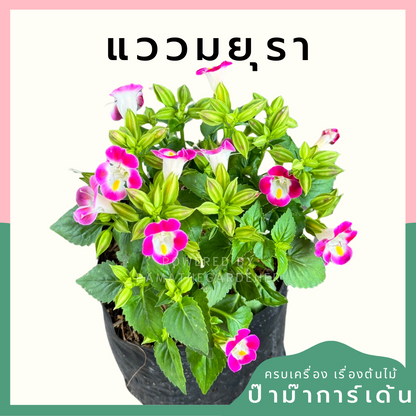ต้นแววมยุรา มาพร้อมกระถาง 5-6 นิ้ว หรือ ถุงดำ Torenia fournieriLinden. ex E. Fourn