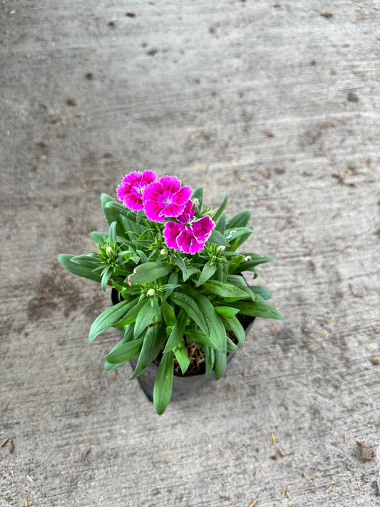 ผีเสื้อคาร์เนชั่น มาพร้อมกระถาง 5-6 นิ้ว หรือ ถุงดำ Dianthus chinensis