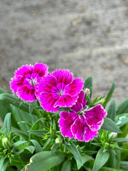 ผีเสื้อคาร์เนชั่น มาพร้อมกระถาง 5-6 นิ้ว หรือ ถุงดำ Dianthus chinensis