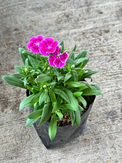 ผีเสื้อคาร์เนชั่น มาพร้อมกระถาง 5-6 นิ้ว หรือ ถุงดำ Dianthus chinensis