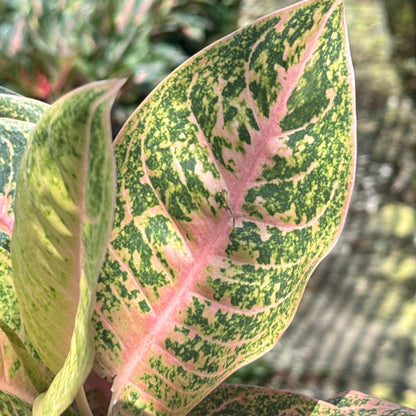 อโกลนีม่าแฮรีควีน (Harley Quinn) ส่งพร้อมกระถาง 5 นิ้ว