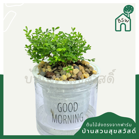 สวนถาดแก้วแคระ ใส่กระถางน้ำ