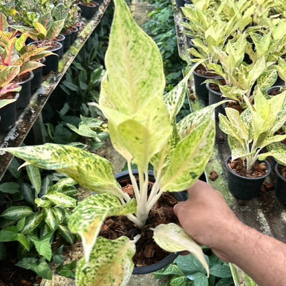 อโกลนีม่าหลักชัย (Sombatsiam)