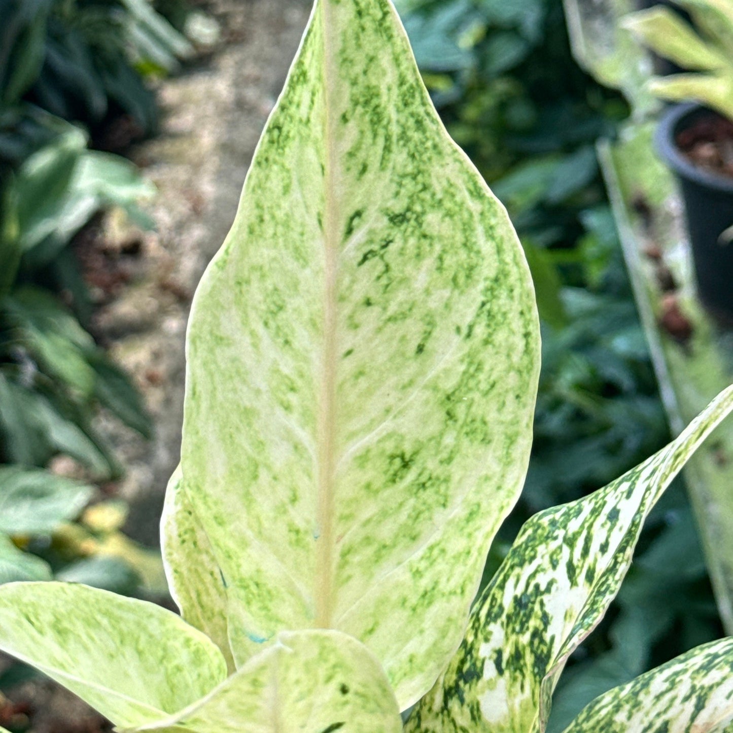 อโกลนีม่าหลักชัย (Sombatsiam)