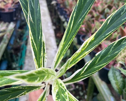 อโกลนีม่า เศรษฐีรวงข้าว Aglaonema sp.