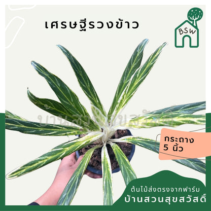 อโกลนีม่า เศรษฐีรวงข้าว Aglaonema sp.