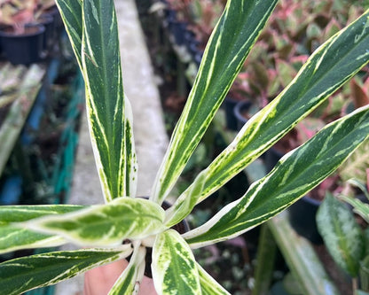 อโกลนีม่า เศรษฐีรวงข้าว Aglaonema sp.