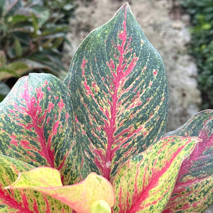 อโกลนีม่าเศรษฐีรุ่งเรือง (Setthi Rungrueang)