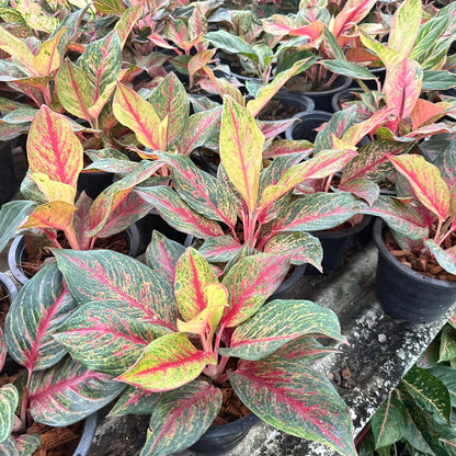 อโกลนีม่าเศรษฐีรุ่งเรือง (Setthi Rungrueang)