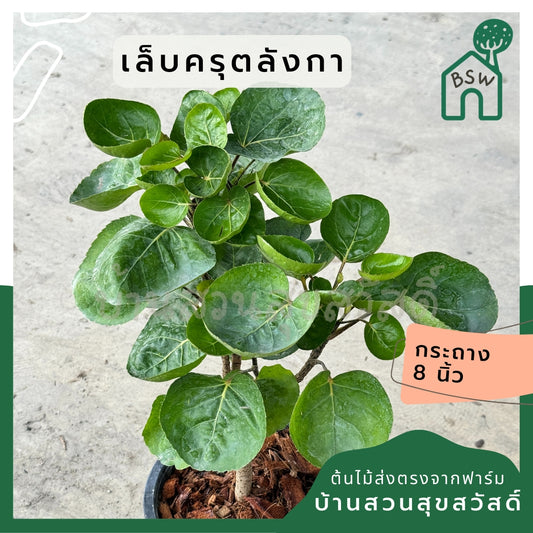 เล็บครุตลังกา กระถาง 8 นิ้ว สูง 30 ซม.  Polyscias