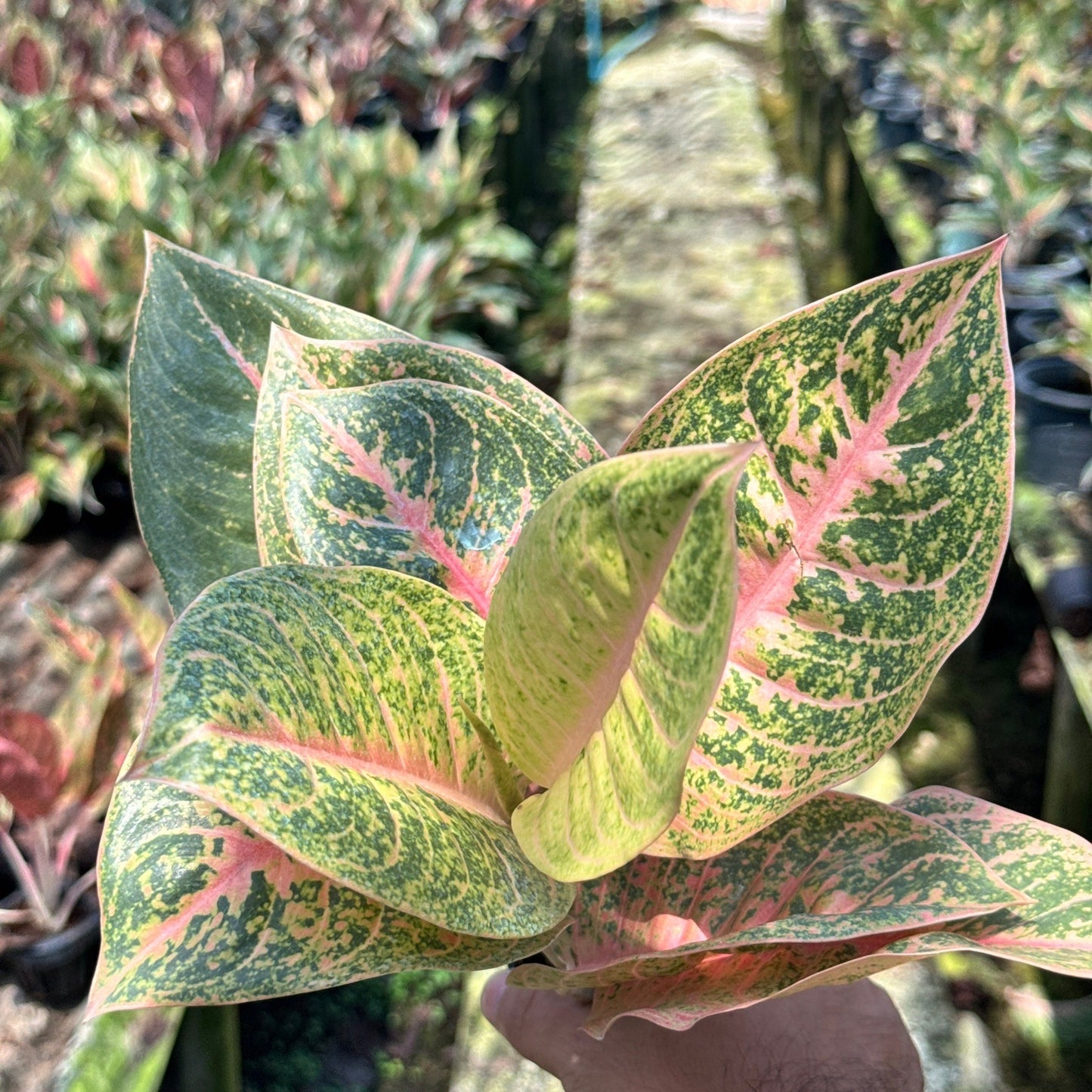 อโกลนีม่าแฮรีควีน (Harley Quinn) ส่งพร้อมกระถาง 5 นิ้ว