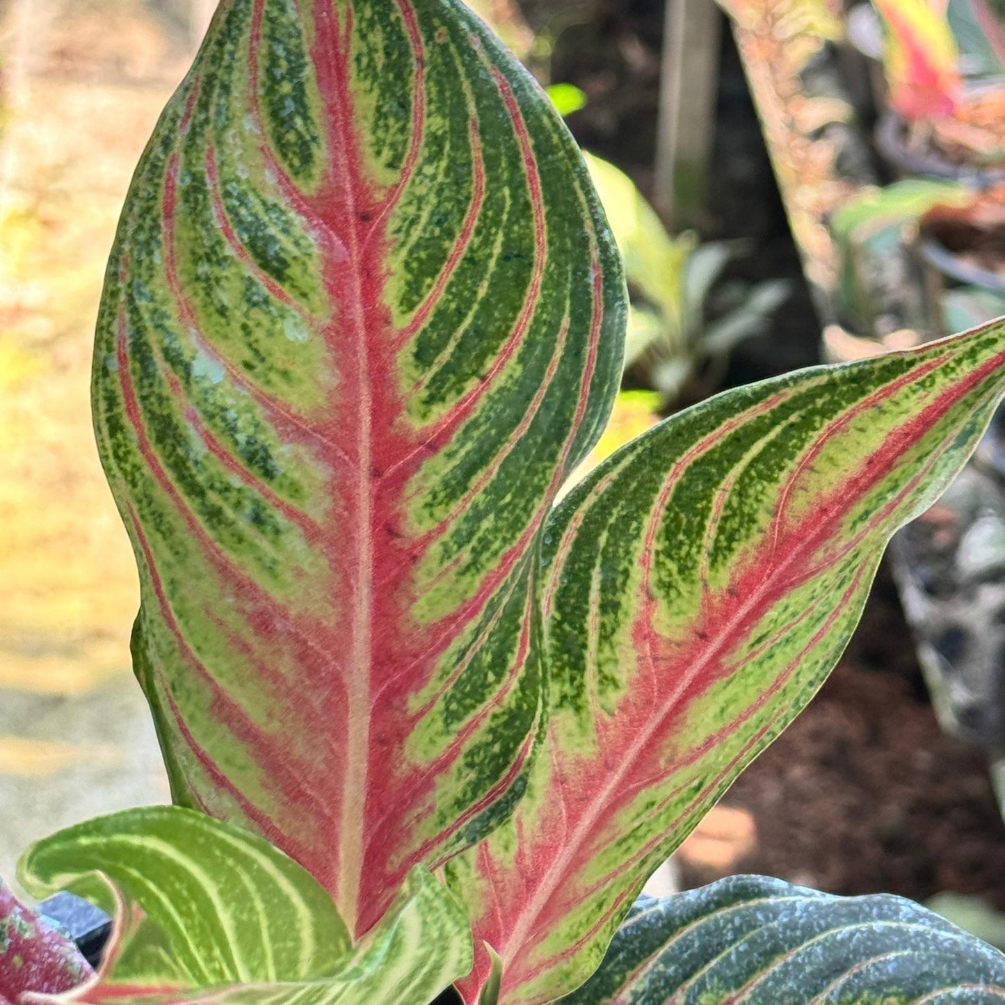 อโกลนีม่าเร้ดปานามา (Red panama)