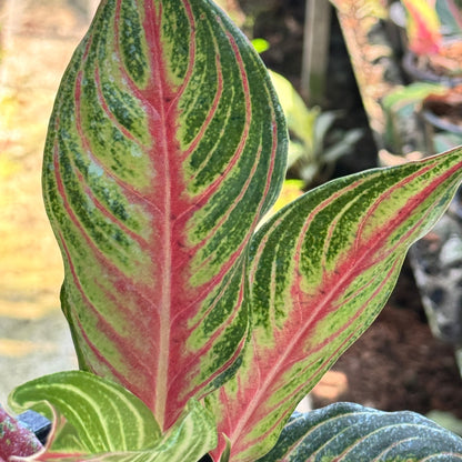 อโกลนีม่าเร้ดปานามา (Red panama)