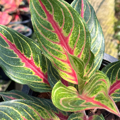 อโกลนีม่าเร้ดปานามา (Red panama)