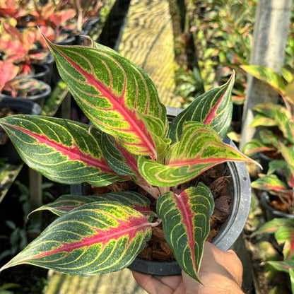 อโกลนีม่าเร้ดปานามา (Red panama)