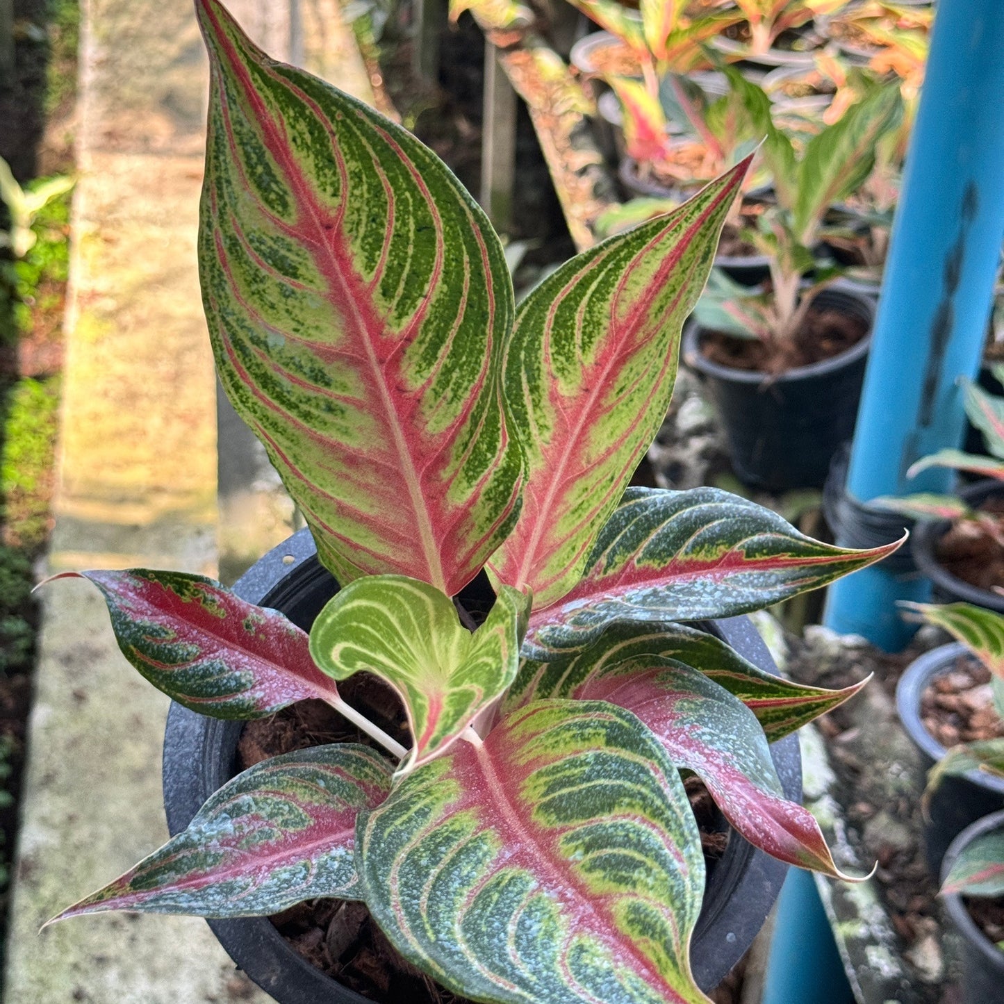 อโกลนีม่าเร้ดปานามา (Red panama)