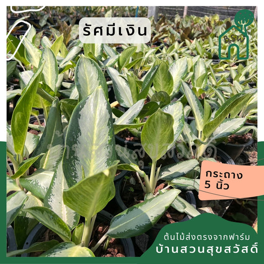 อโกลนีม่า รัศมีเงิน Aglaonema sp. 'Ratsamee-ngoen'