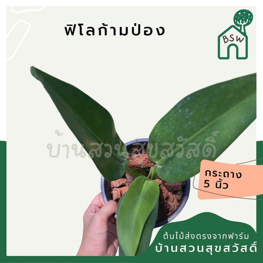 ฟิโลก้านป่อง Philodendron martianum ส่งพร้อมกระถาง 5-6 นิ้ว