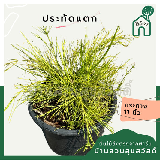 ประทัดแตก 11 นิ้ว Coral plant/Coralblow/Firecracker plant/Fountain plant