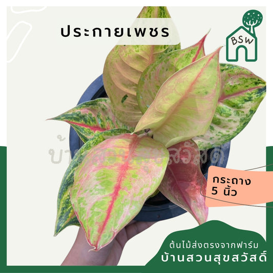 อโกลนีม่า ประกายเพรช Aglaonema