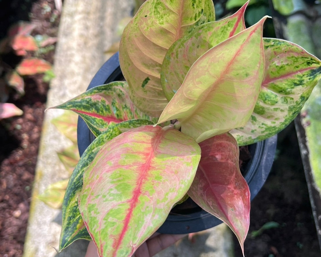 อโกลนีม่า ประกายเพรช Aglaonema