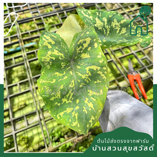 บอนเสือพราน ส่งพร้อมกระถาง Colocasia 'Hilo Beauty'