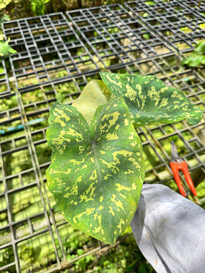 บอนเสือพราน ส่งพร้อมกระถาง Colocasia 'Hilo Beauty'