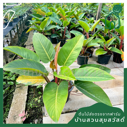 เรดคองโก กระถาง 11 นิ้ว  PHILODENDRON ROJO CONGO