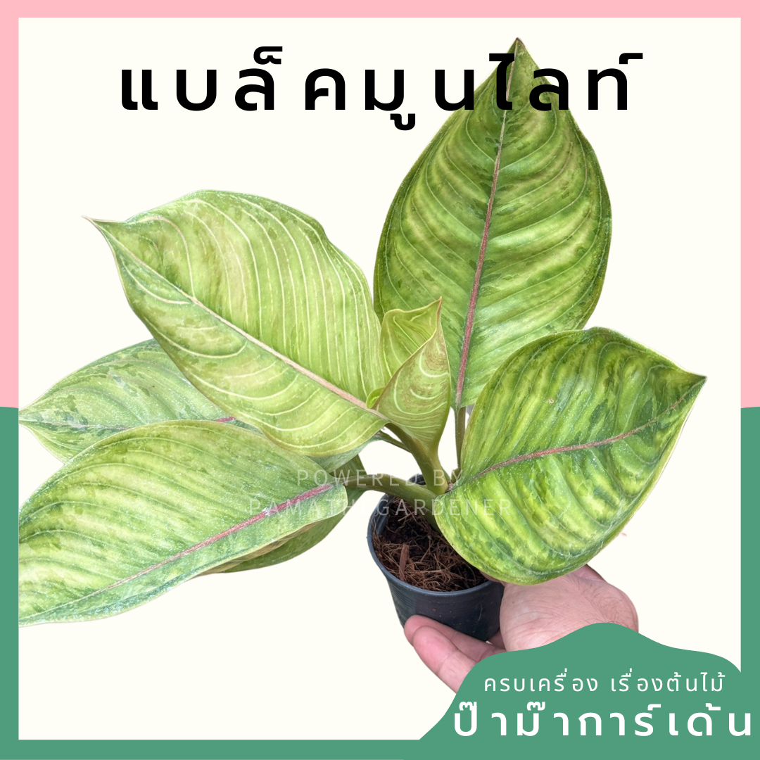 อโกลนีม่า แบล็คมูนไลทฺ์ Aglonema ฺสฟแา Moonlight ส่งพร้อมใกระถาง