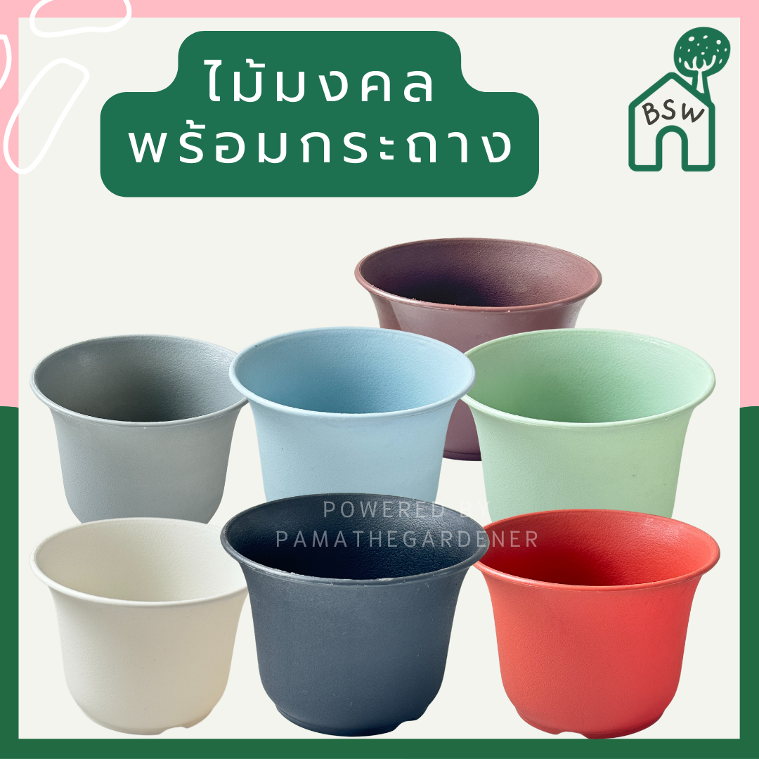 กระถางทรงปากจีนขนาด 5 นิ้ว
