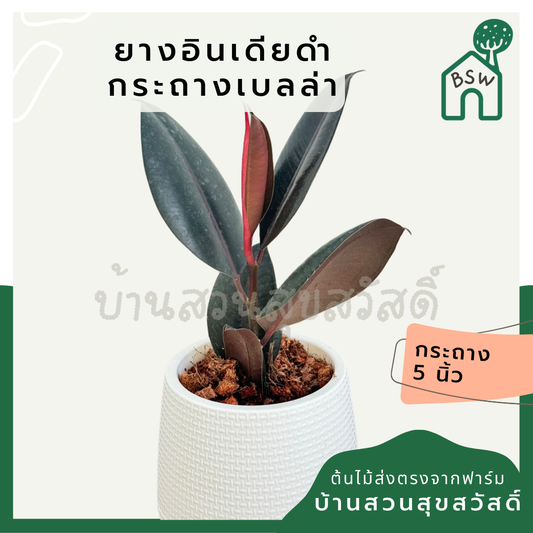 เชตต้นไม้พร้อมตั้ง ในกระถางเบลล่า หรือ ทรงหยดน้ำ