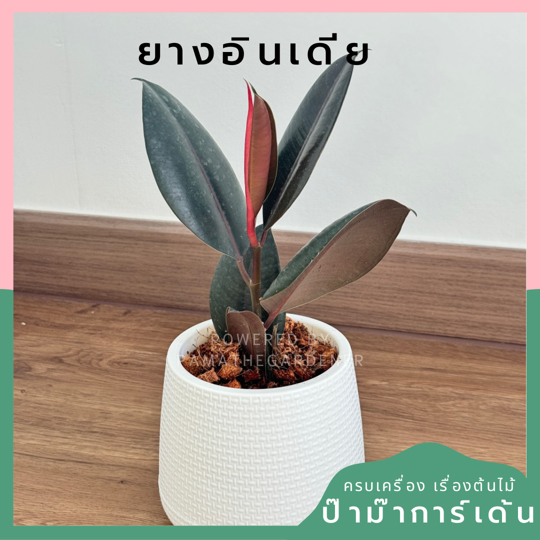 เชตต้นไม้พร้อมตั้ง ในกระถางเบลล่า หรือ ทรงหยดน้ำ