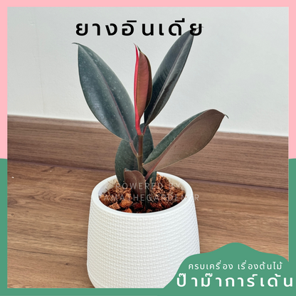 เชตต้นไม้พร้อมตั้ง ในกระถางเบลล่า หรือ ทรงหยดน้ำ