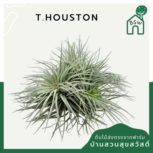 Tillandsia Houston  ทิลแลนเซีย ฮุสตัน ดอกชมพู