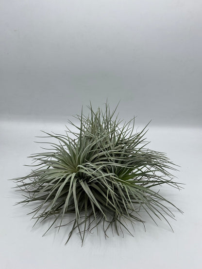 Tillandsia Houston  ทิลแลนเซีย ฮุสตัน ดอกชมพู