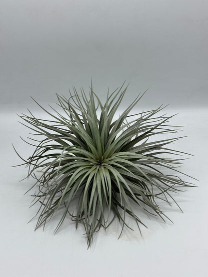 Tillandsia Houston  ทิลแลนเซีย ฮุสตัน ดอกชมพู