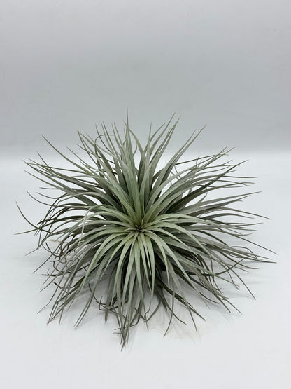 Tillandsia Houston  ทิลแลนเซีย ฮุสตัน ดอกชมพู