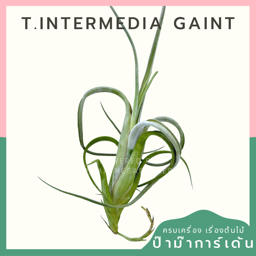 Tillandsia Intermedia Gaint ทิลแลนเซีย