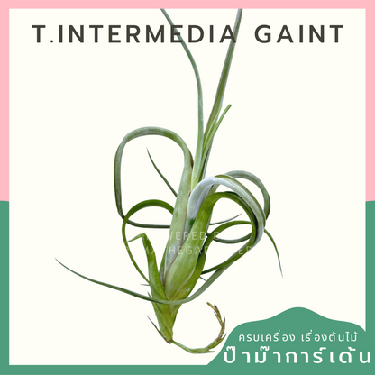 Tillandsia Intermedia Gaint ทิลแลนเซีย