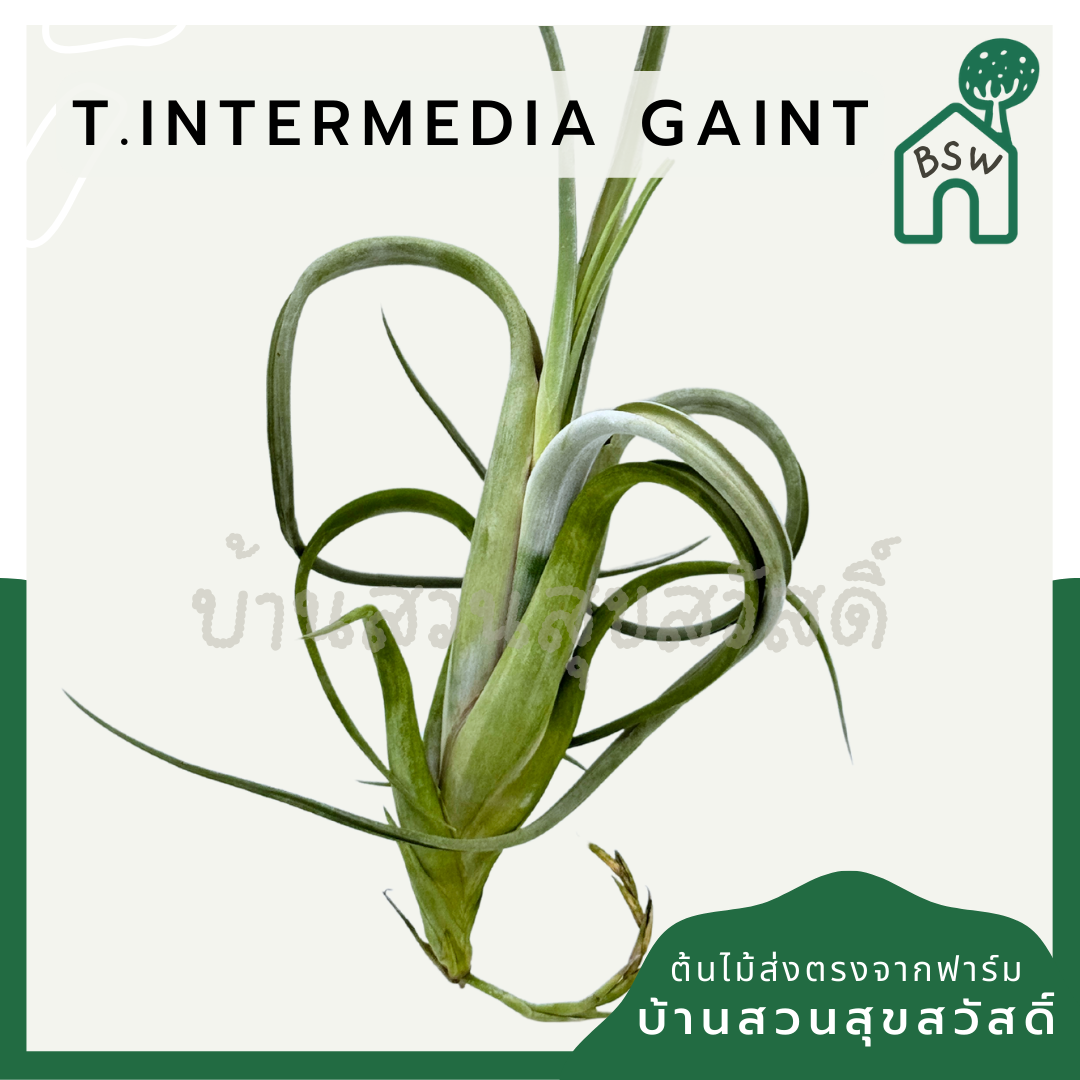 Tillandsia Intermedia Gaint ทิลแลนเซีย